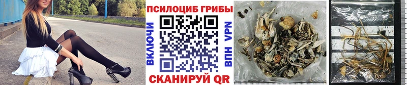 Псилоцибиновые грибы Cubensis  Алагир 
